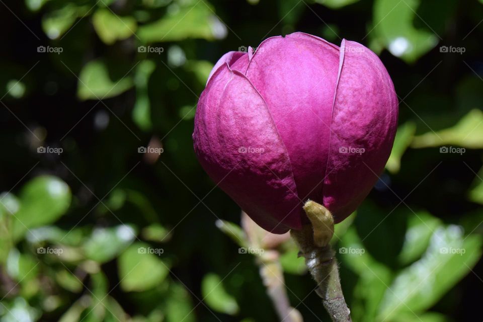The petals of a bright fuchsia magnolia flower bud unfurl in spring sunshine in a garden in England.
