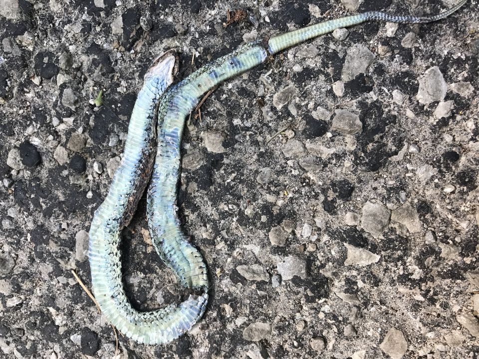 Snake