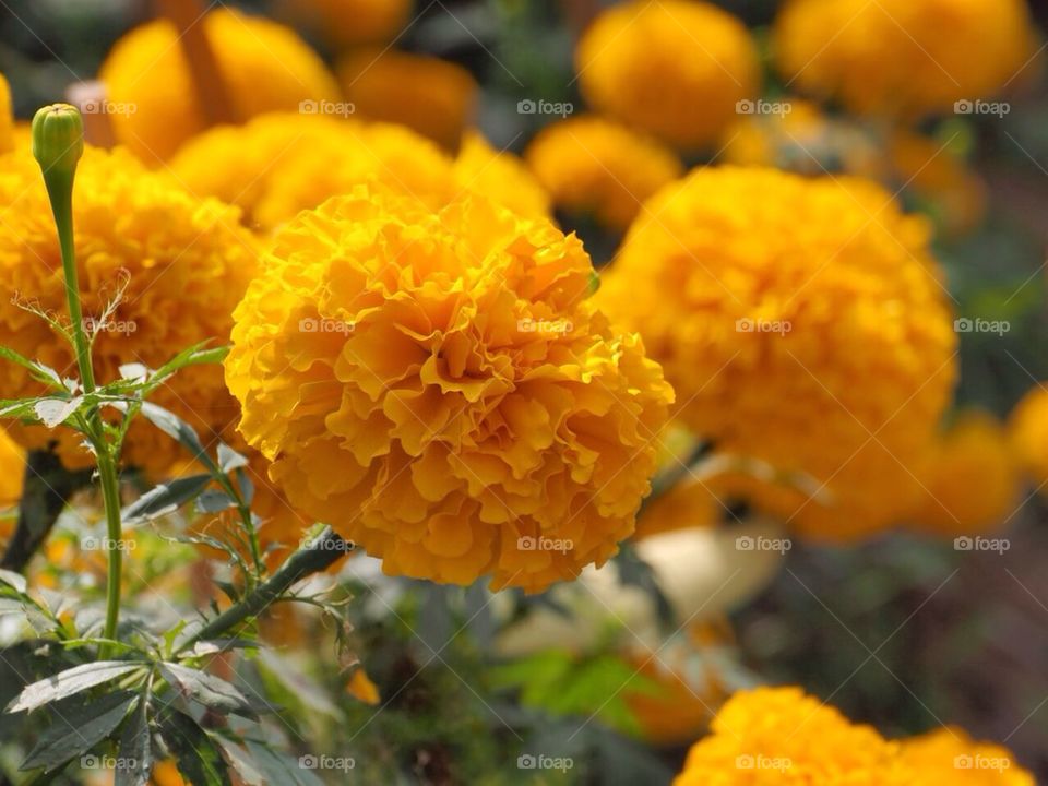 Marigold