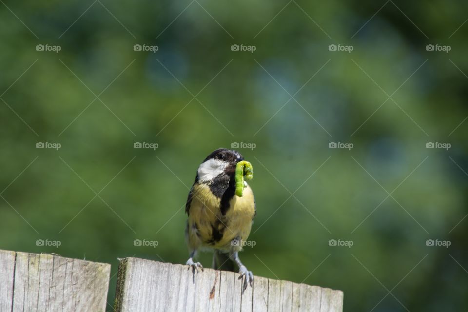 Mama bird with food