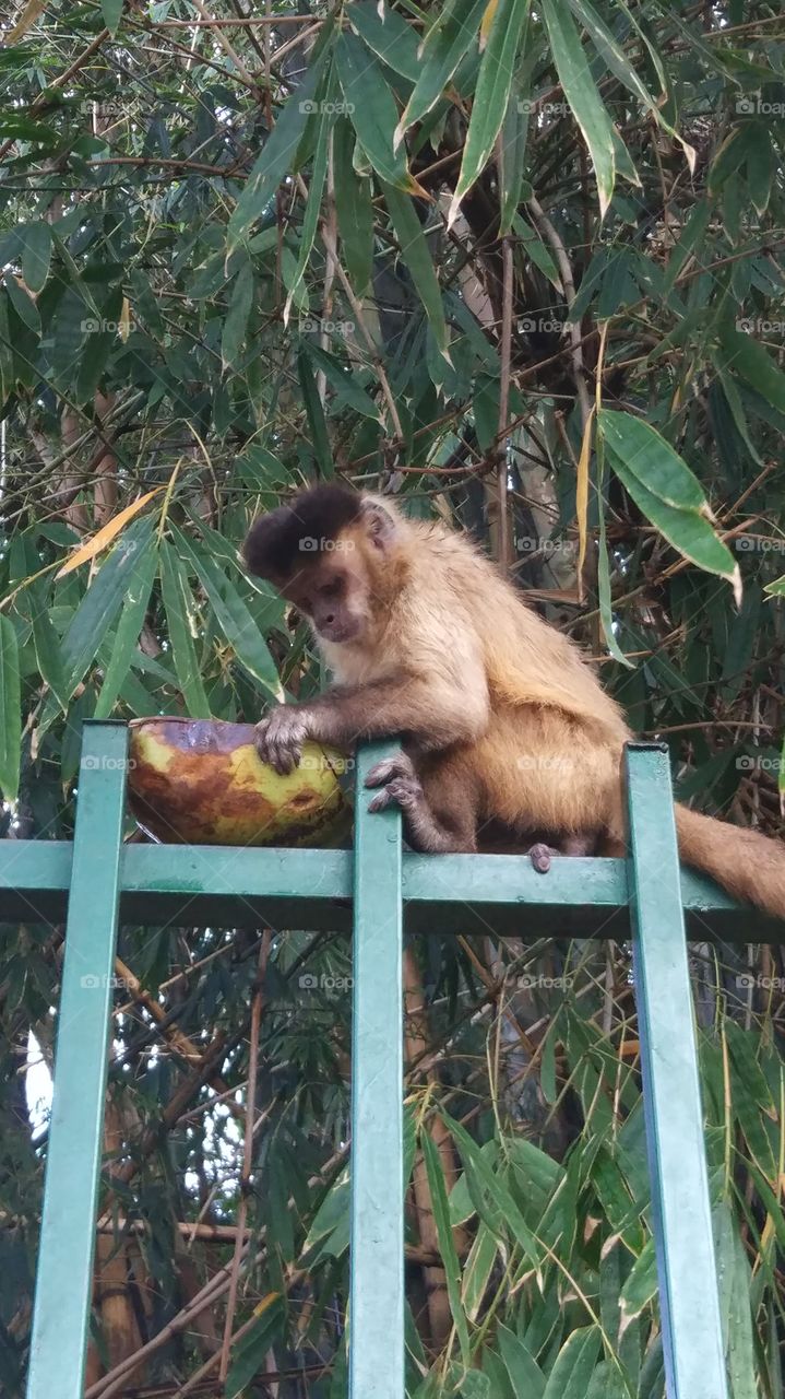macaco