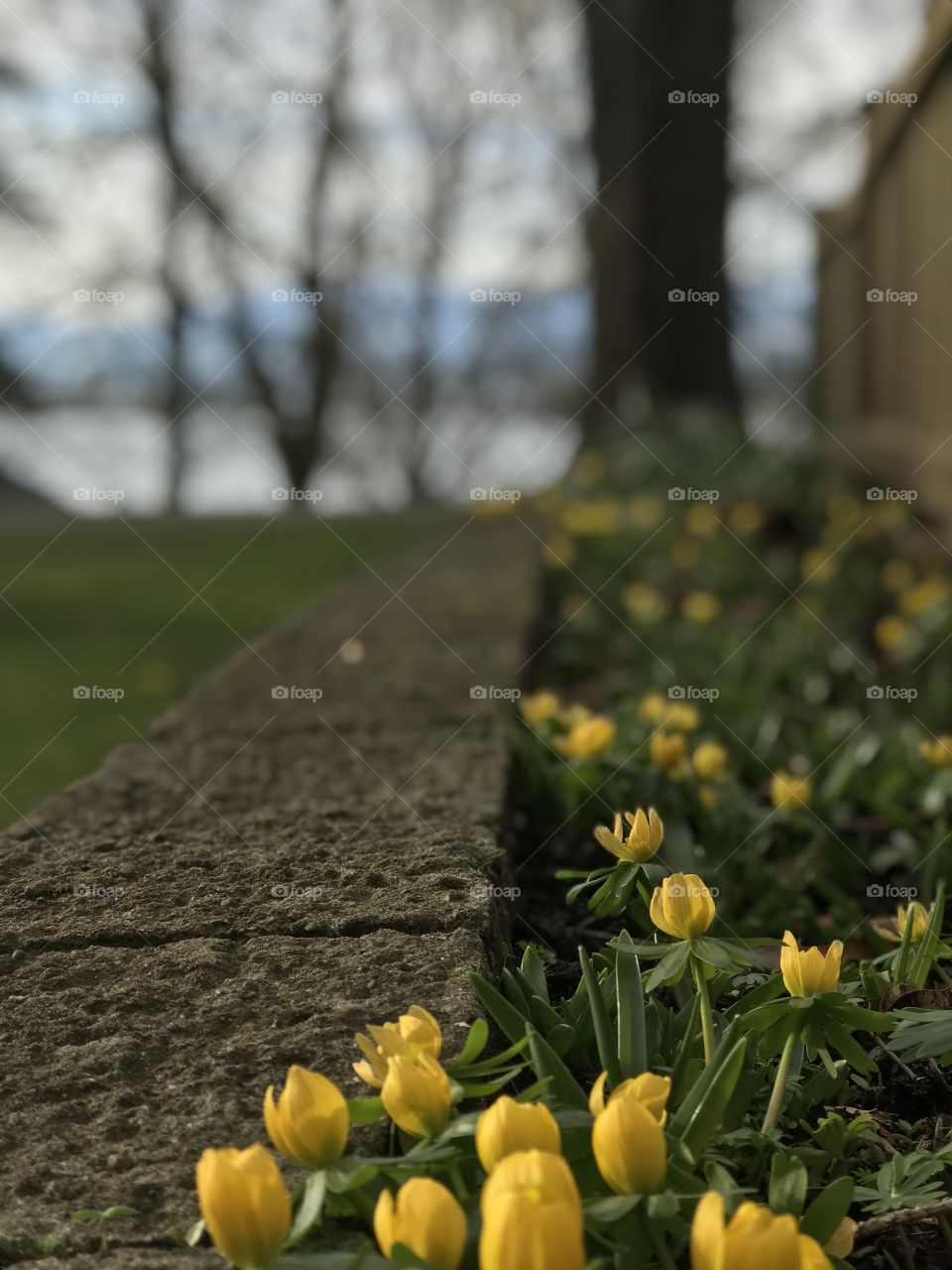 Little yellow aconite blossoming in a raised garden bed at a favourite garden park. A view of the mountains can be seen in the background through the still bare trees. Will be visiting tomorrow again to get my Spring On with more flower shots!