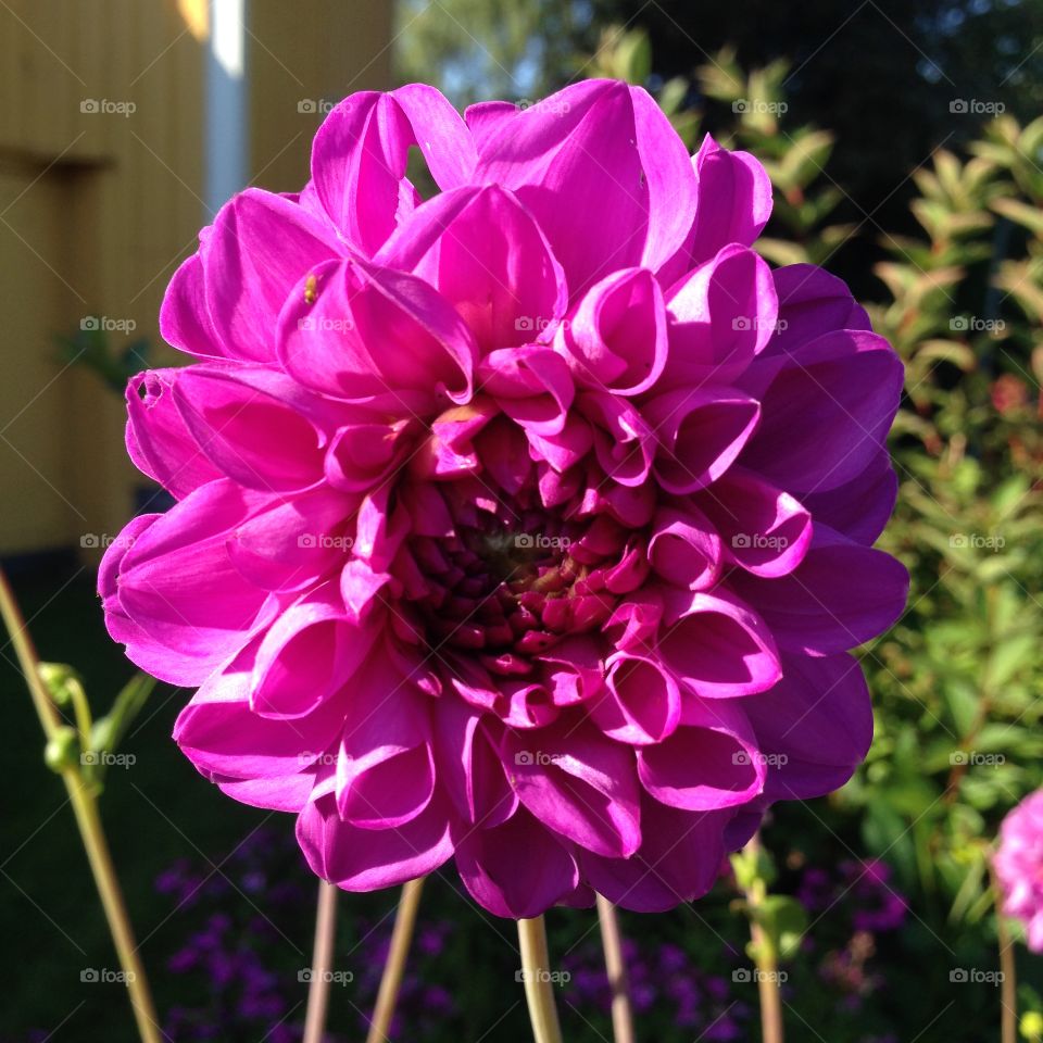 Dahlia. Dahlia 