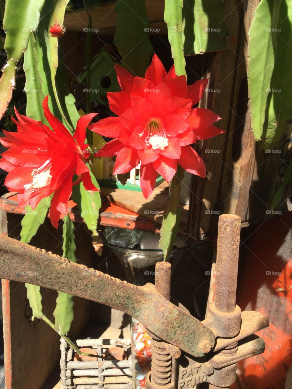 Cactus flowering 
