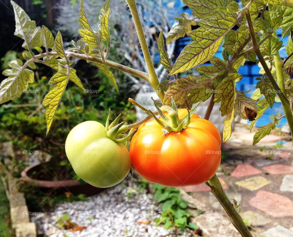 Tomato 