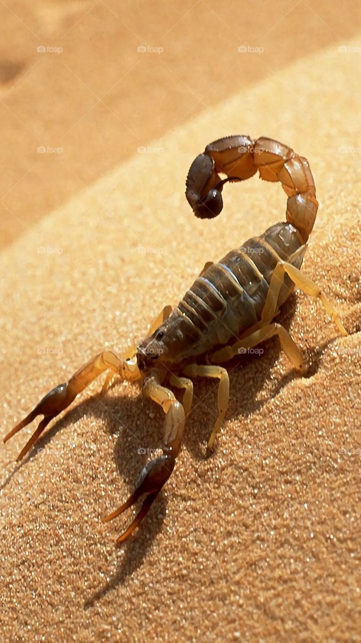 Escorpión en el desierto