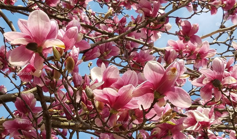 magnolia tree blossoms