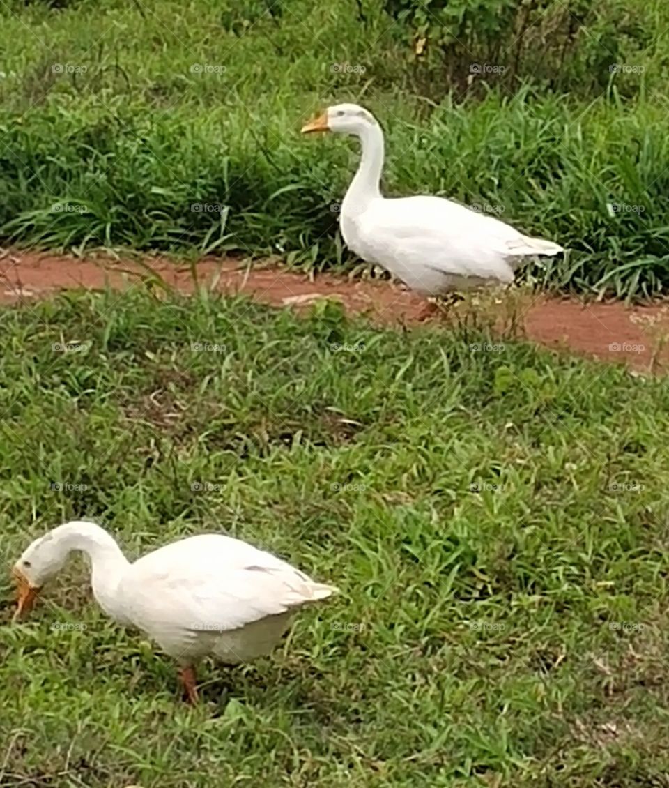Do men only take a morning walk?  no see my image even animals also go for a walk. it's nice to see the nature and it's creatures walking together