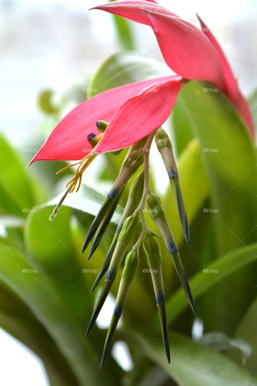 red flower bromeliad house plants blooming