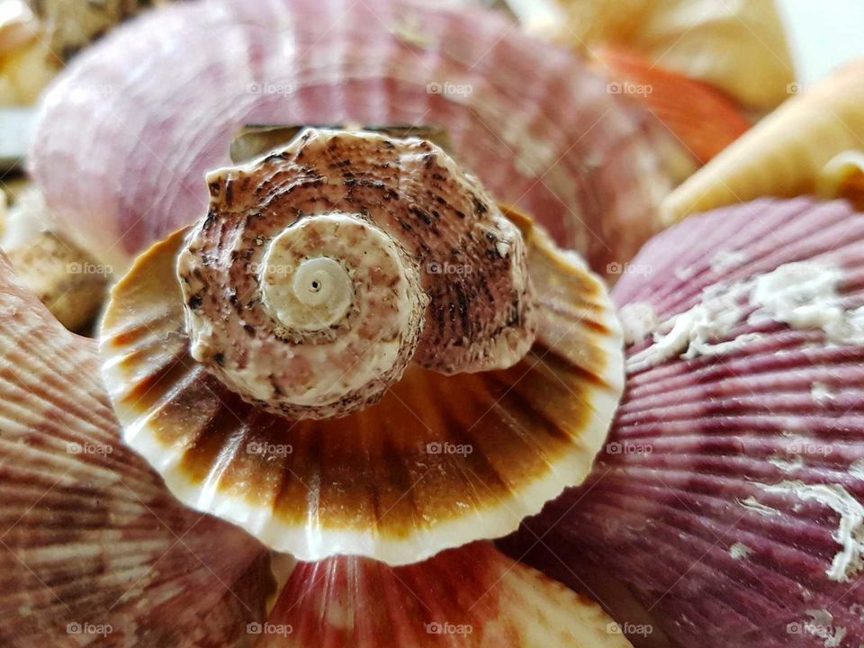 Close-up of spiral shell on scallop shell