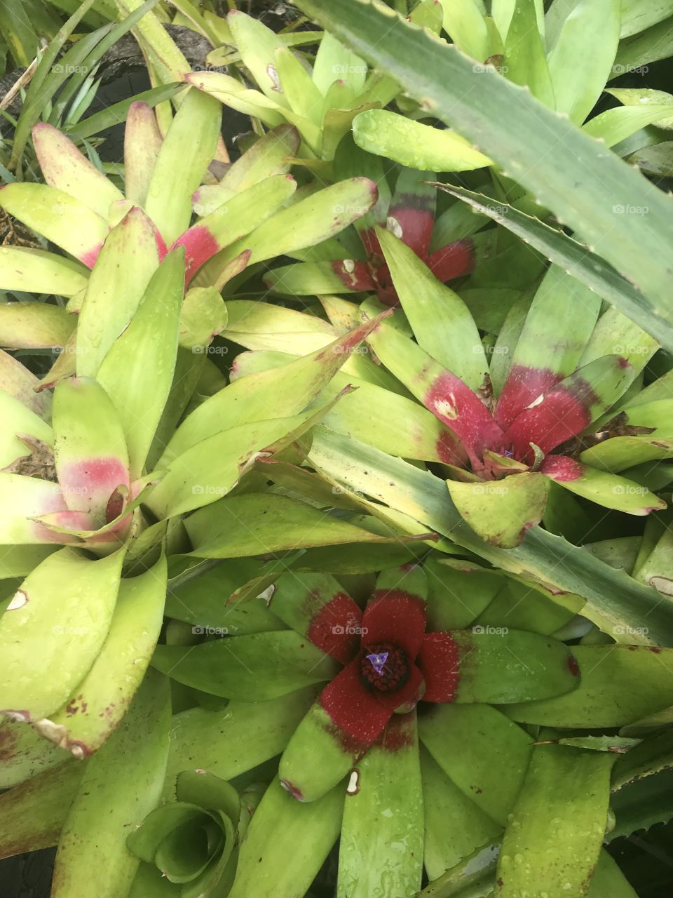 Jardim botânico Funchal 