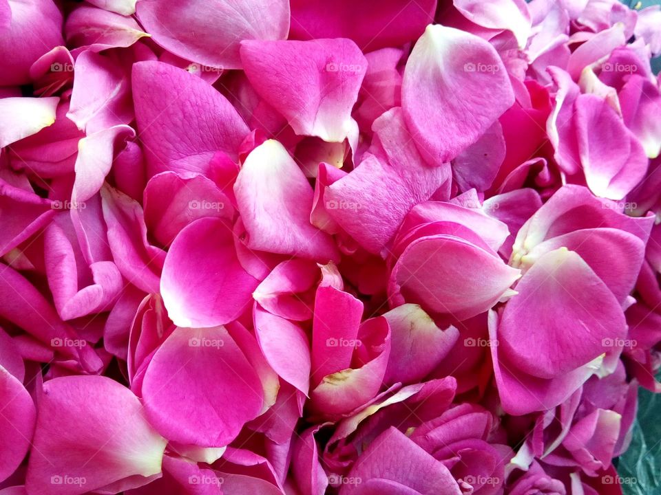 Petale de trandafiri