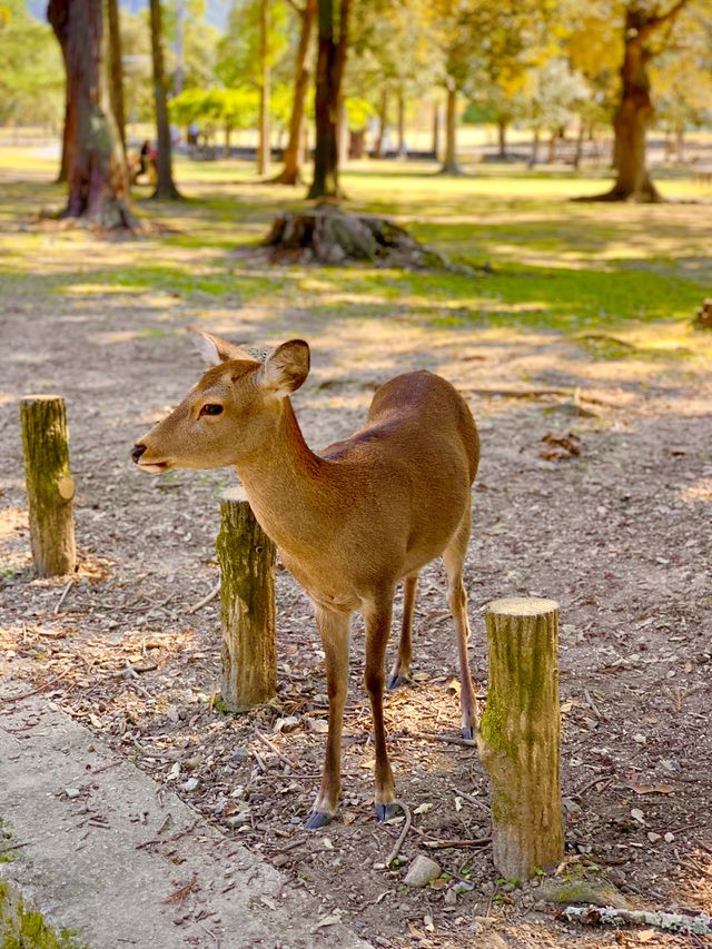 Deer