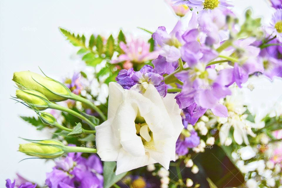 Close-up of flowers