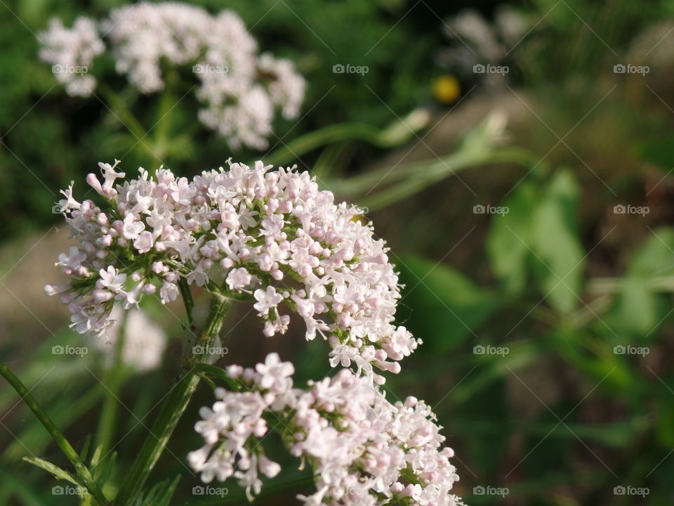 Flowers on Riverwalk