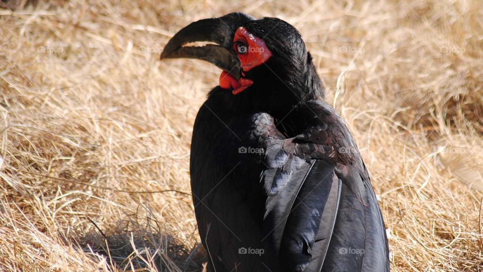ground hornbill