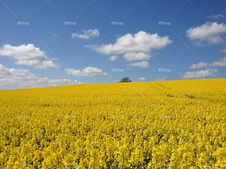 sky nature landscape flowers by knutigro