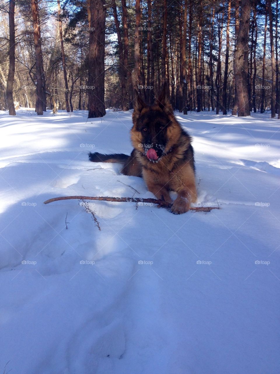 Young shepherd playing on the snow 