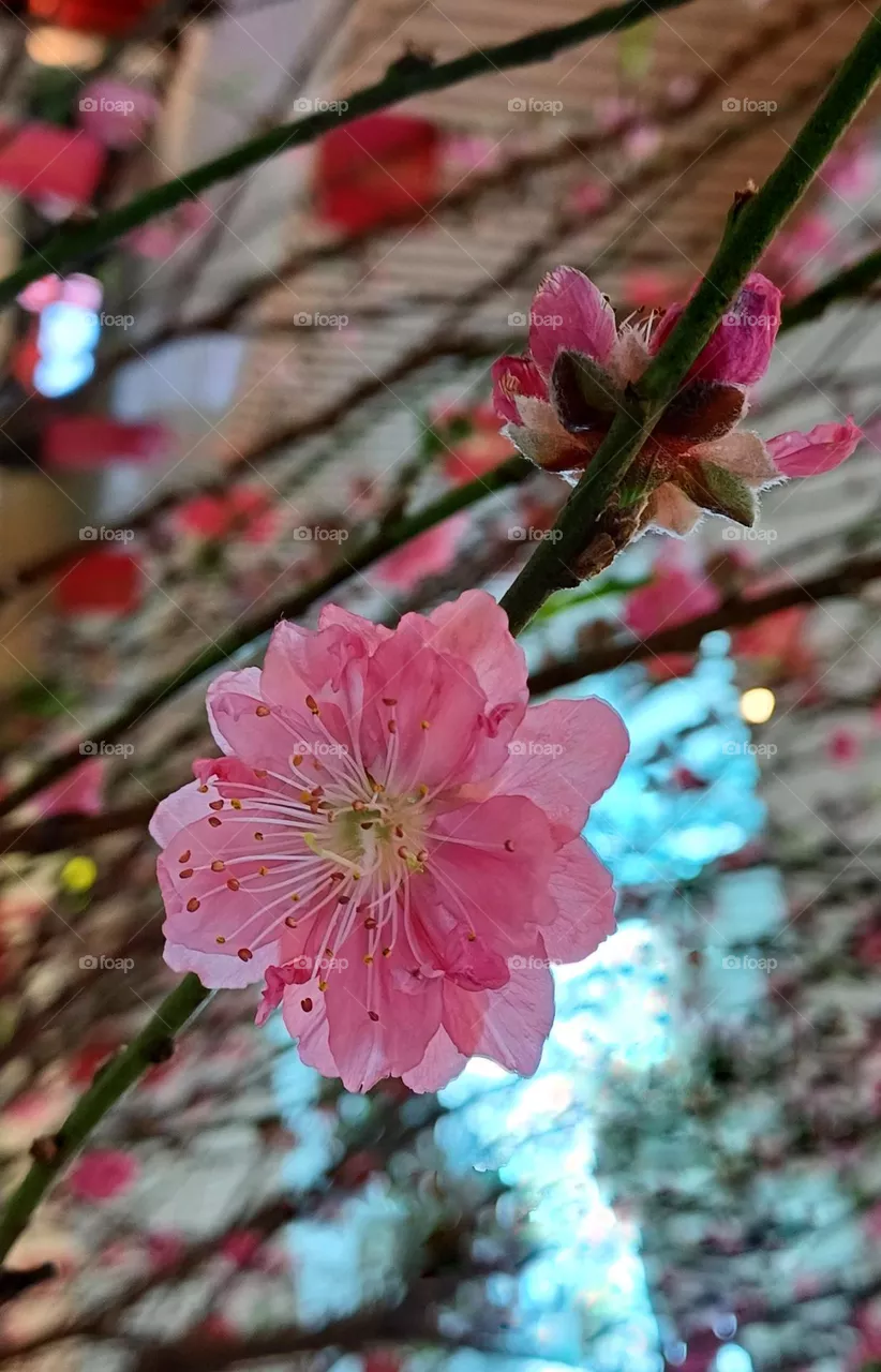 pink flowers