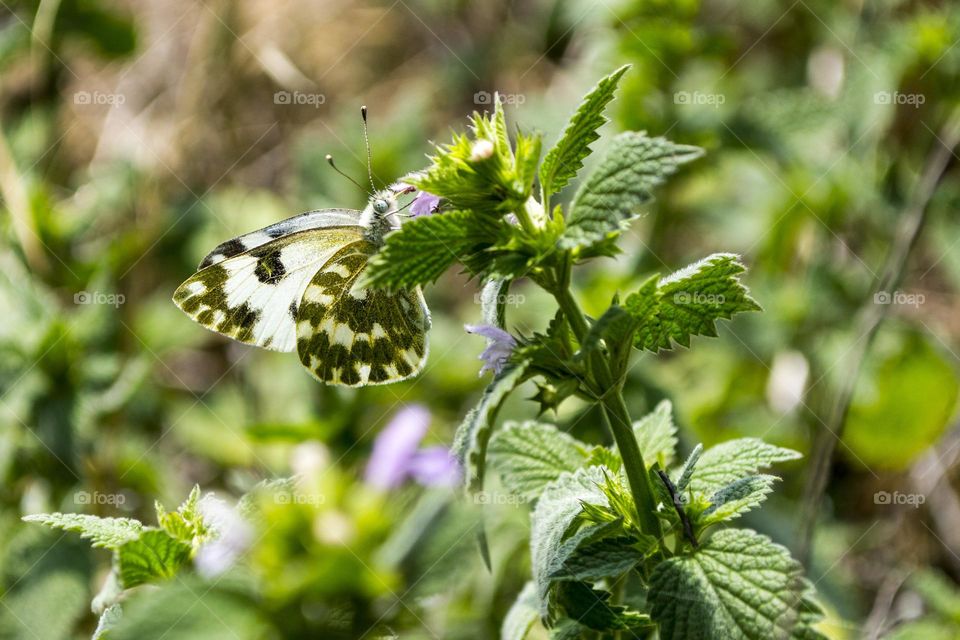 Pontia daplidice (Linnaeus, 1758)