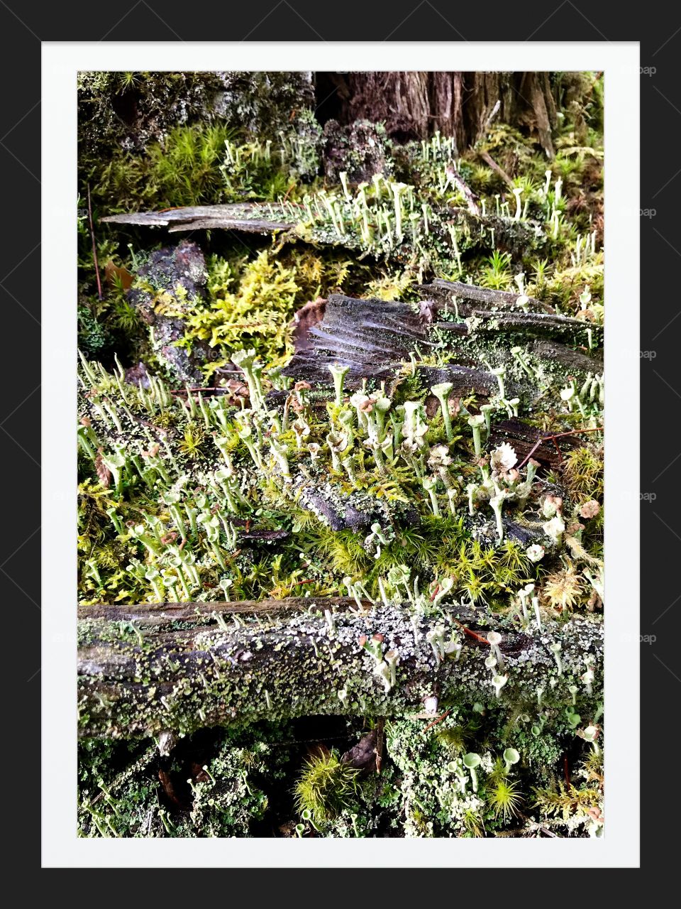 Moss and Mushroom etang des royes 