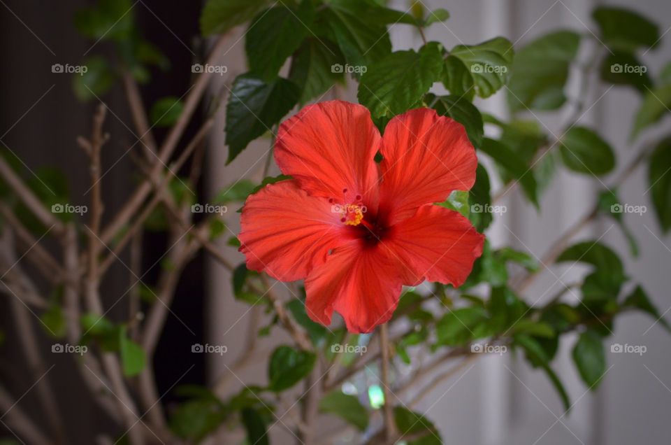 Bright blooming red flower on indoor hibiscus tree