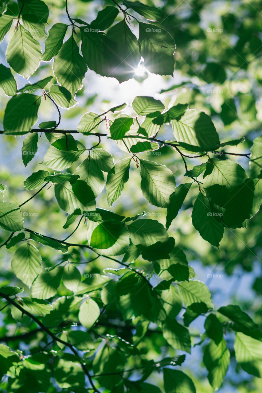 Green leaves backlighted by the sunlight. Spring fresh foliage