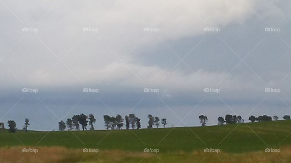 Landscape, Tree, Agriculture, Daylight, Grassland