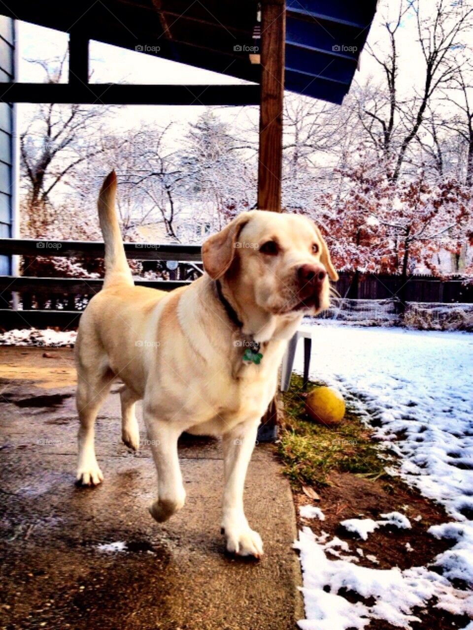 Labrador in the Snow