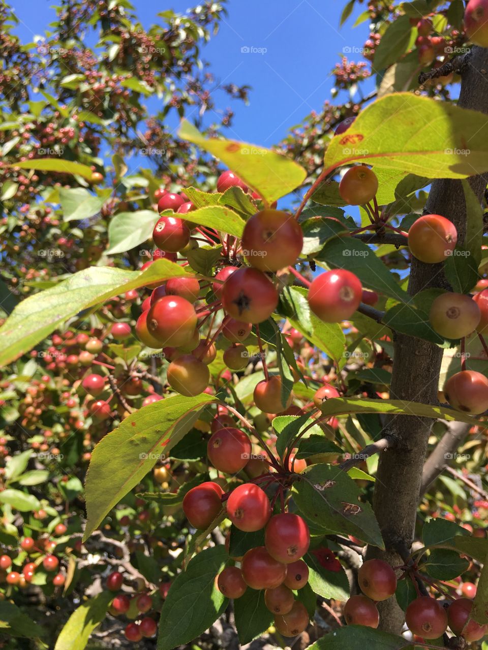 Crabapples