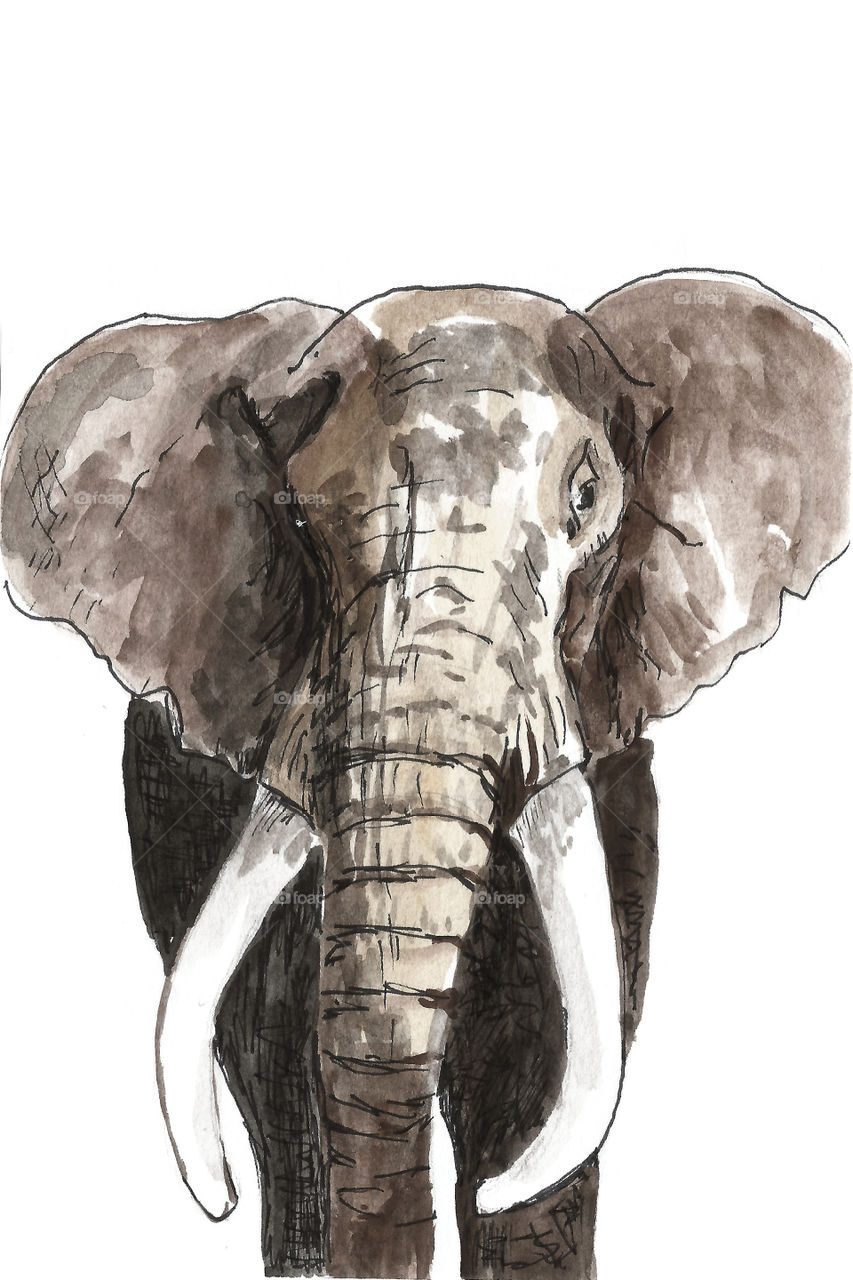 Illustration Elephant 