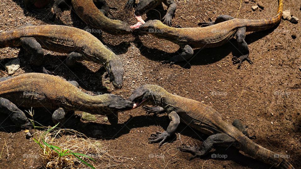 in the life of wild animals, fighting over food in groups is common, especially in a group of komodo dragons