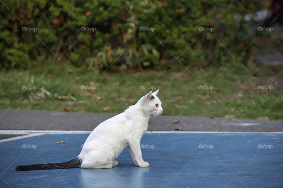 White cat on a concrete slab in a park.