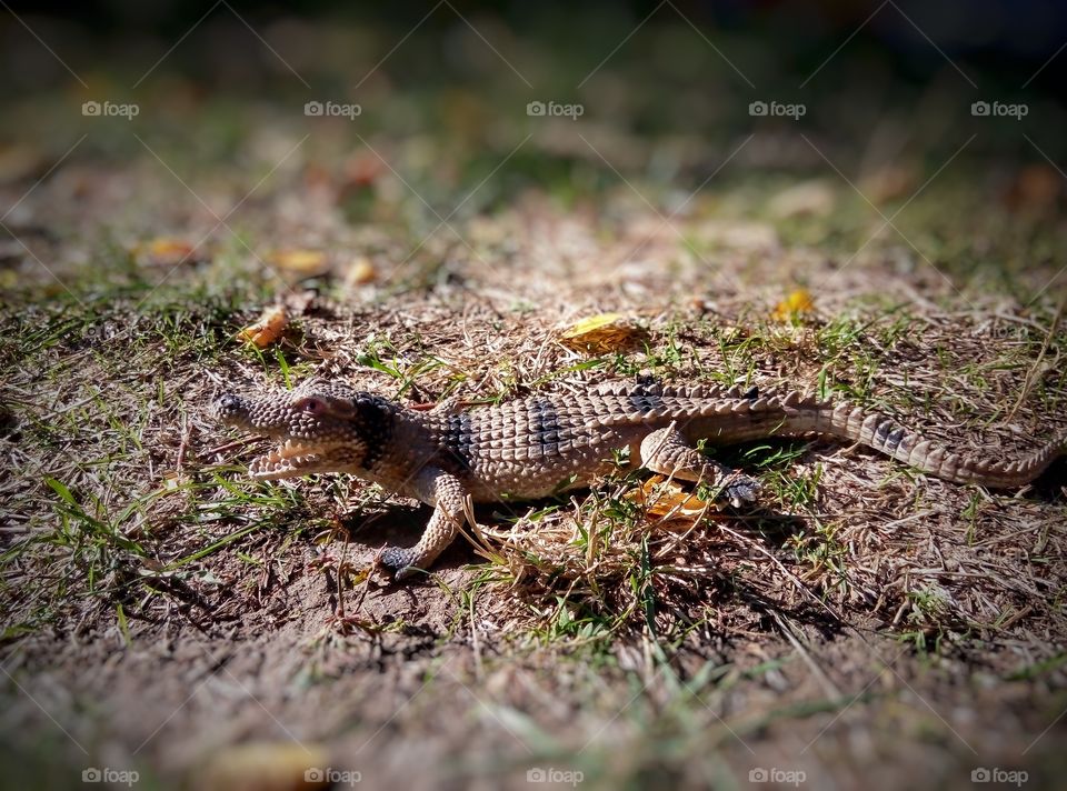 children's toy on the grass де