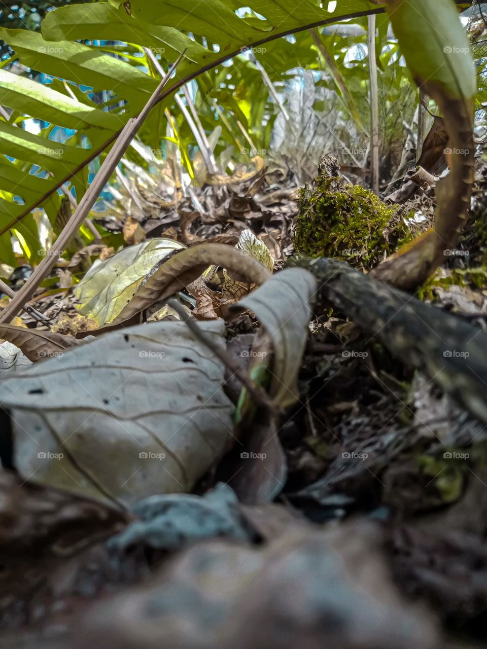 the best picture of dry leaves i taken