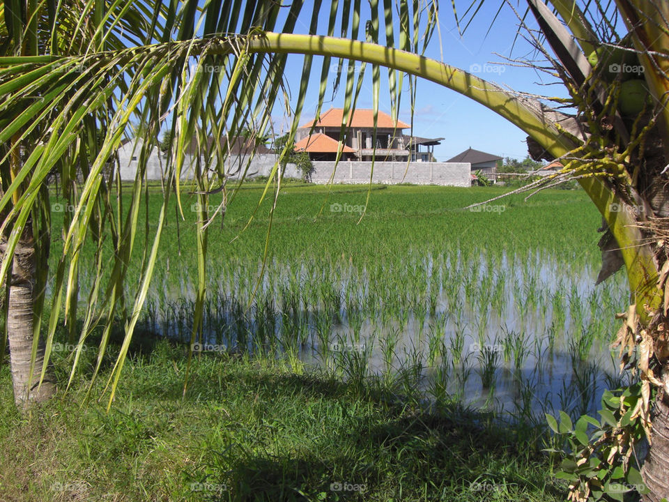 green field house rice by thepapierdollies