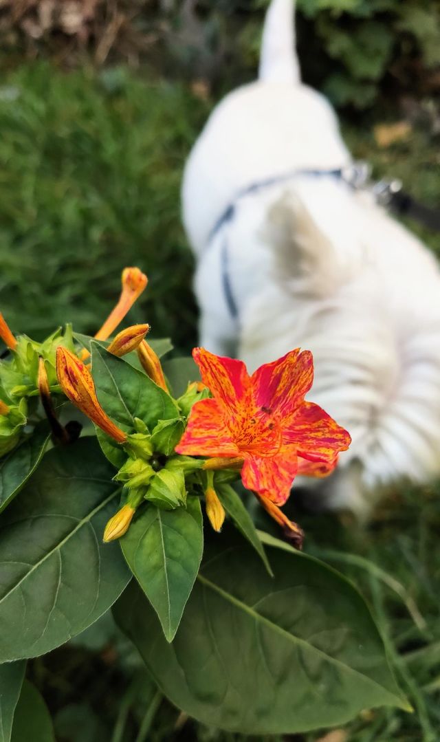 in the garden