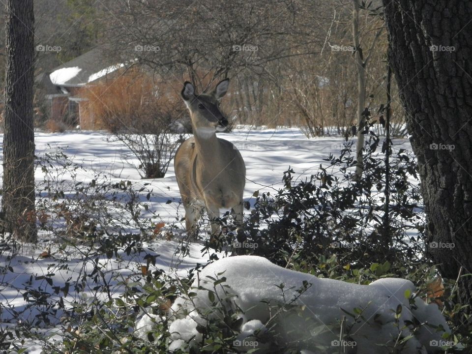 Deer Surprised