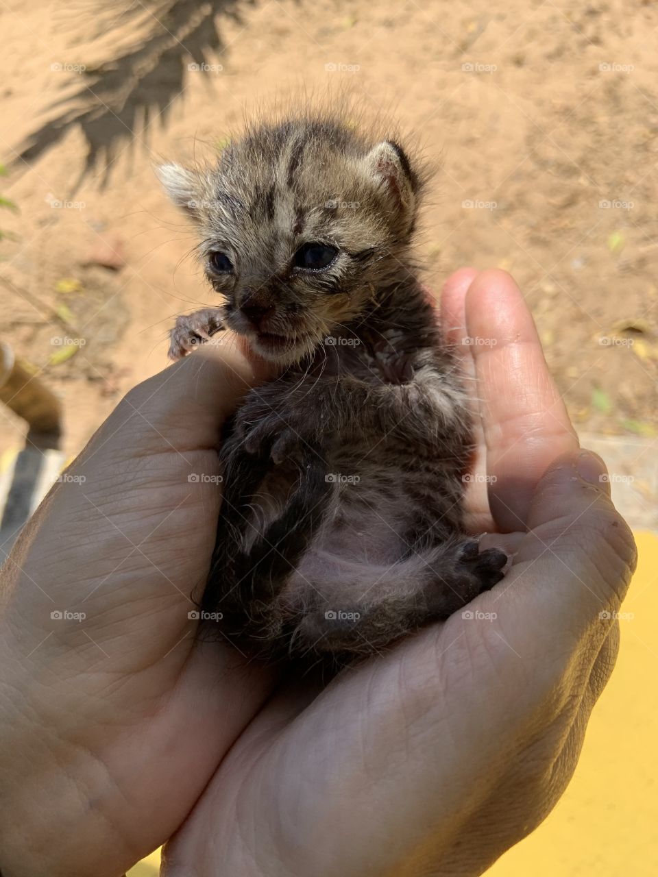 Kitty in the hands and shadow 
