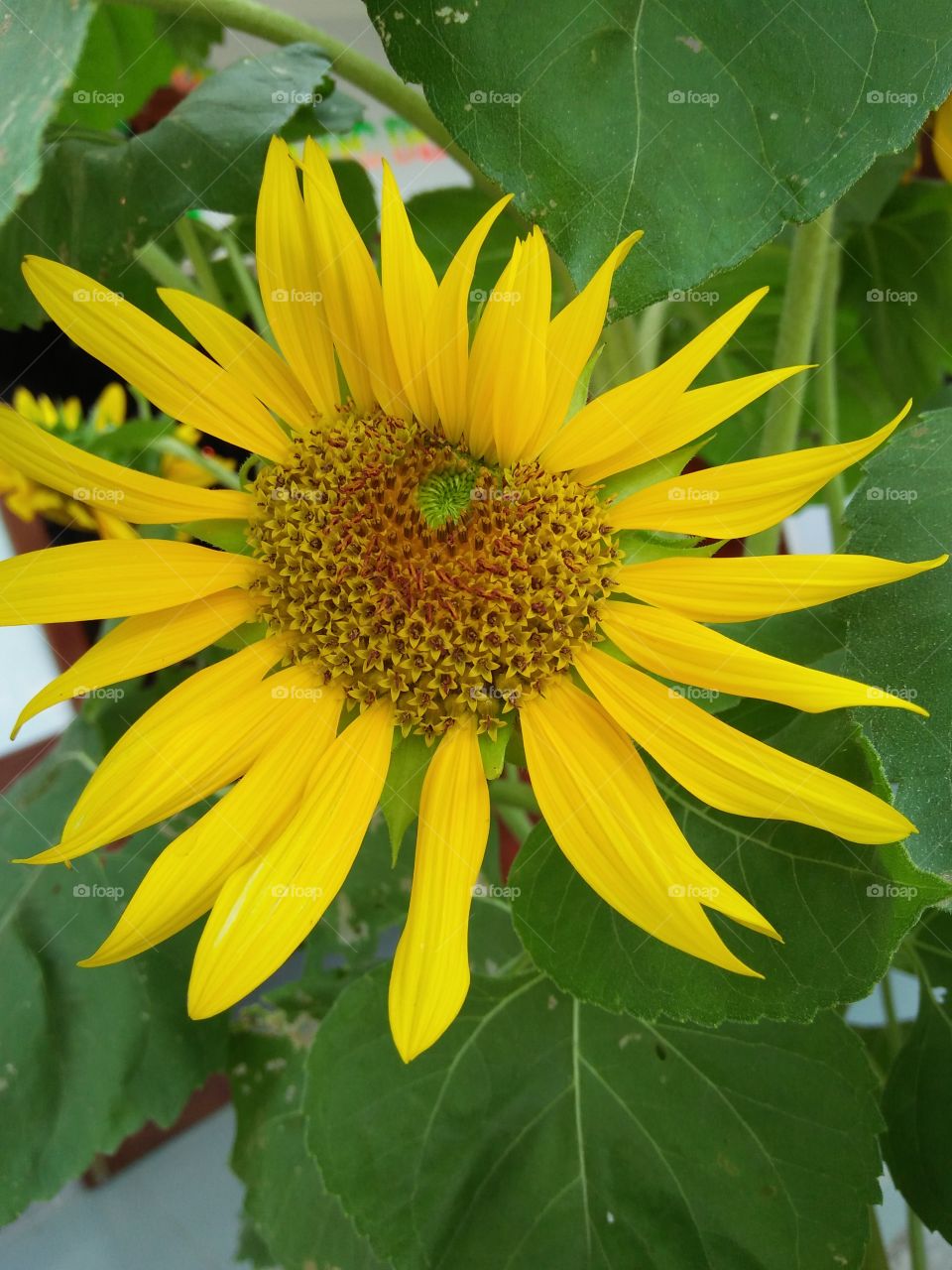 sunflower heart