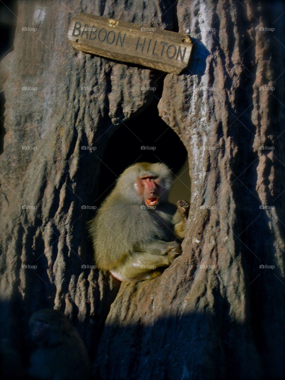 wood monkey by lennart1968