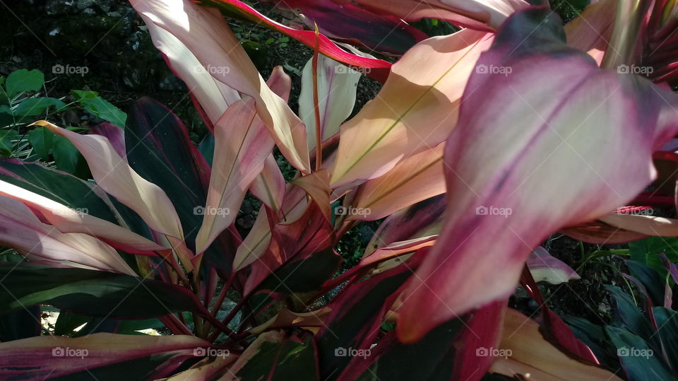 ČERVENÉ DŘEVA, DÁVKY, OBLEČENÍ, RASTLINY, ZAHRADY, ORCHARDY.