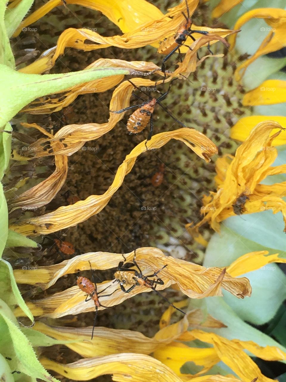 Dried sunflower with insects 