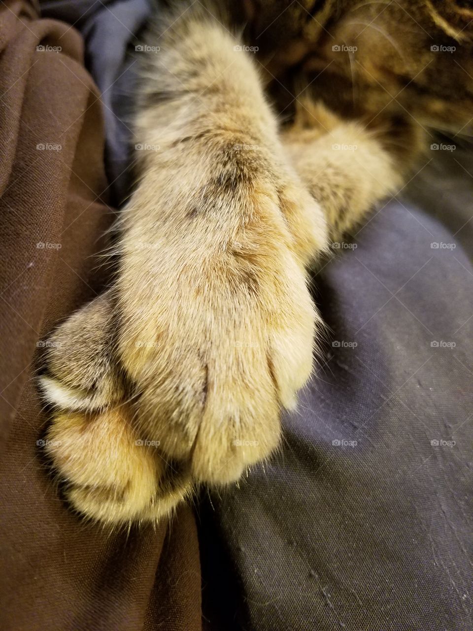 Cathy Paws Close Up