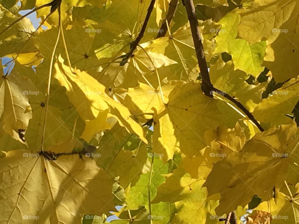 All shades of yellow