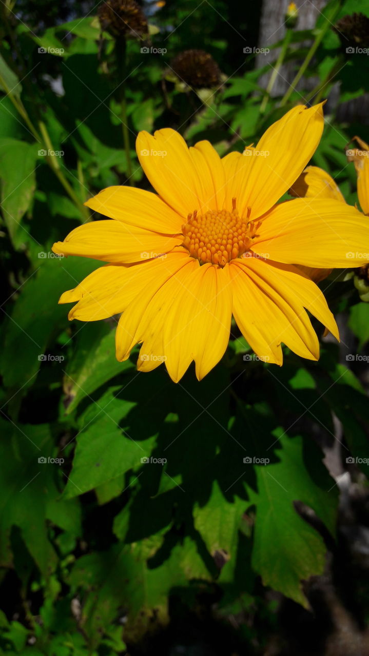 flor Amarilla. Belice