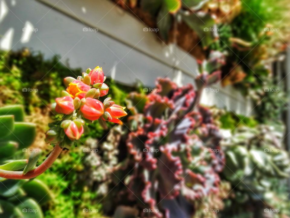 Succulents In A Hanging Wall Garden