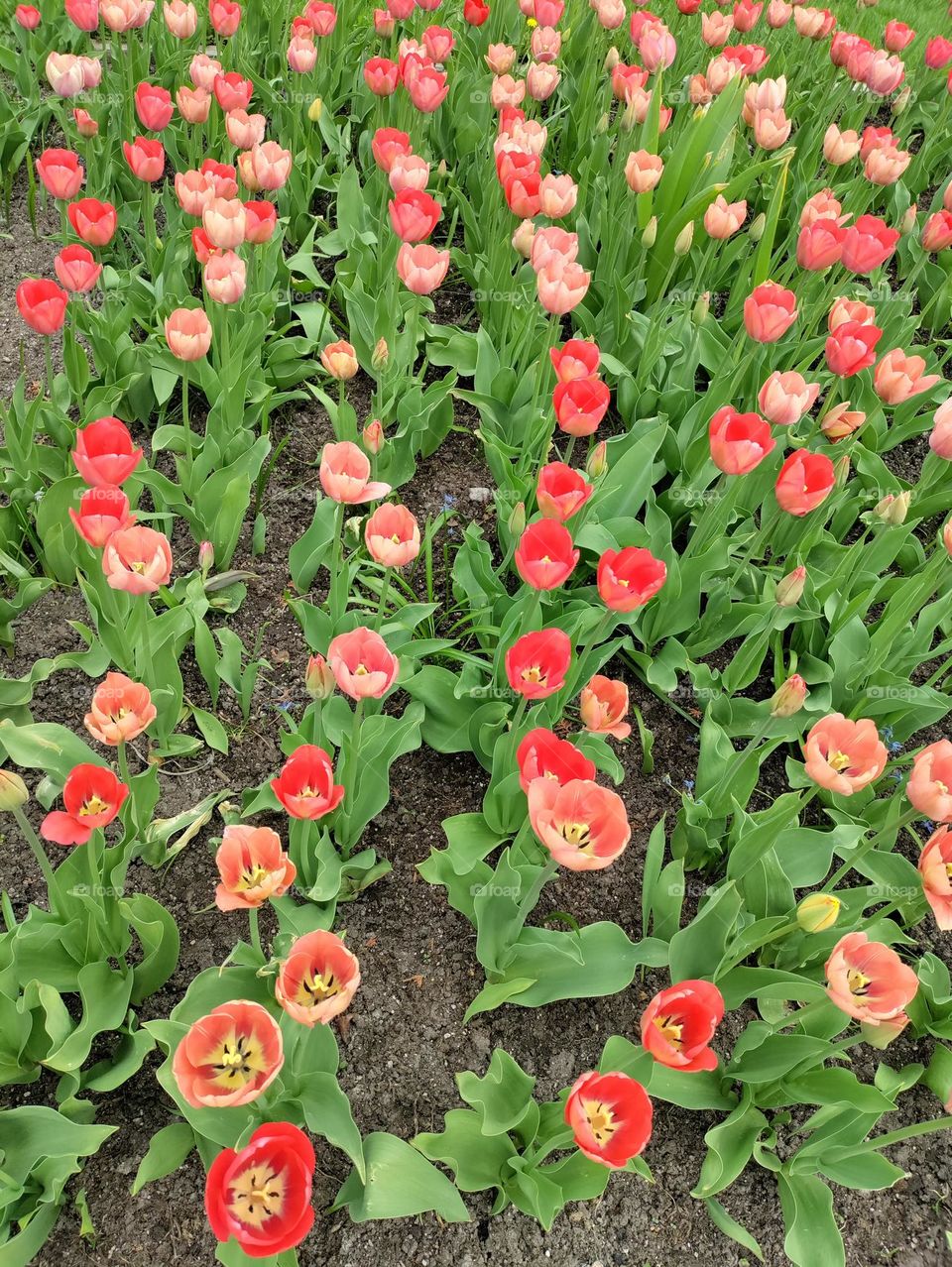 red tulips