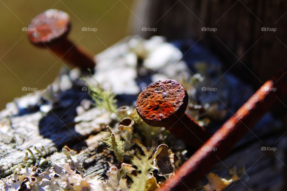 Rusty nails and lichen 