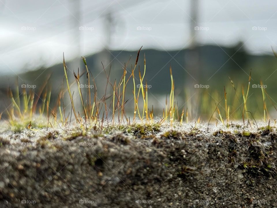 Early Algea Flowers